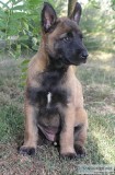 Well socialized Belgian Shepherd puppies Ready.