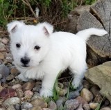 Healthy Westie Puppies Ready