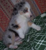 Adorable Australian Shepherd Puppies.