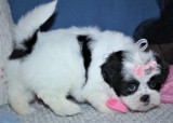 Beautiful Shih Tzu puppies for loving homes.