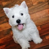 Home Raised West Highland White Terrier puppies.