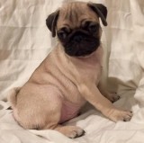 Adorable Pug puppies for Lovely Homes