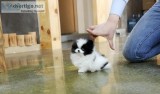 Potty Trained Micro Teacup Pomeranian Puppies