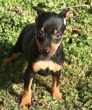 3 beautiful Miniature Pinscher puppies ready for rehoming