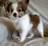 Akc reg. Male and female Papillon puppies