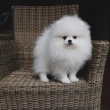 Amazing Micro Teacup Pomeranian puppy