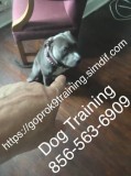 We train all breeds k9