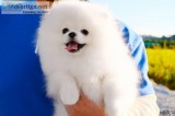 Purebred Pomeranian Puppies available