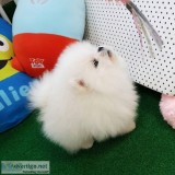 Adorable Pedigree Pomeranian Puppies Ready