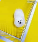 Healthy Home raised Pomeranian pups available