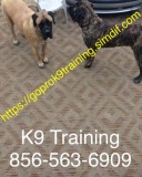 Dog obedience complete program