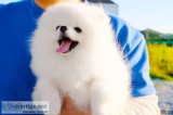 Adorable Pedigree Pomeranian Puppies