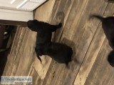 Black lab mix puppies