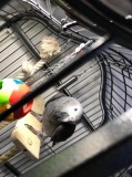 Talking African Grey Parrots for Re-homing