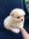 Priceless White Pomeranian Puppy For Adoption