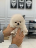 Beautiful Pomeranian puppies Available