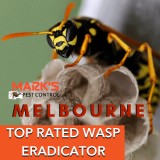 Wasp Removal Melbourne