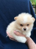 Purebred Pomeranian Puppies available