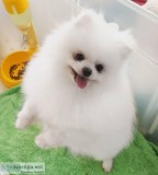 Adorable Pedigree Pomeranian Puppies