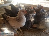 Beautiful (Hens hatched) Pullets are for Sale Chickens and Roost