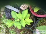 Hydrangea plant in large pot