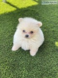 Cute Pomeranian Puppies Available