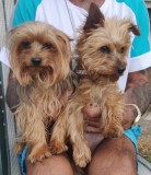 Minature yorkshire terrier pups for sale