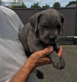 Cane corso puppies