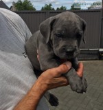 Cane corso puppies ready