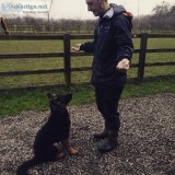 Best Residential dog training in UK