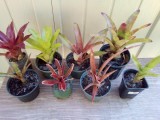 Bromeliads