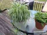Two large beautiful healthy houseplants