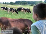 Jersey, holsteins, guernseys, ayrshire, brown swiss and many oth