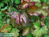 Affordable Poison Ivy Removal Services At Your Doorsteps