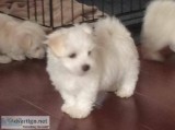 Two Teacup Maltese Puppies Needs a New Family