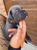 Miniature Cane corso Puppies Available