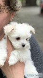 Cute and Adorable Maltese Puppies for Adoption