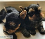 Beautiful Tiny Yorkie Puppies