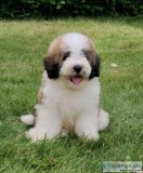 Saint Berdoodle puppies for sale