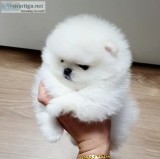 Well Trained Gorgeous Pomeranian Puppies Available