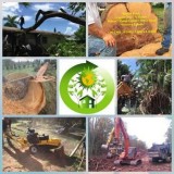 Forestry mulching Land clearing Tree shaping trimming and remova