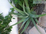 HEALTHY ALOE PLANT