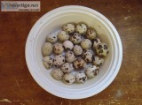 Quail Eggs