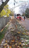 Tree pruning service in peterborough