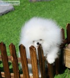 Teacup Pomeranian