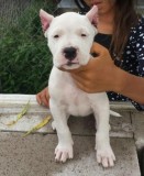 Blancos Dogos Argentino Puppies