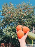 Persimmons  ( Super sweet Hayachi)