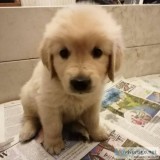 Home Trained Labrador Retriever Puppies