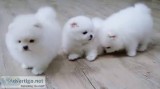 Two Pomeranian Puppies