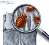 Get the Best Bed Bug Control Company in Texas